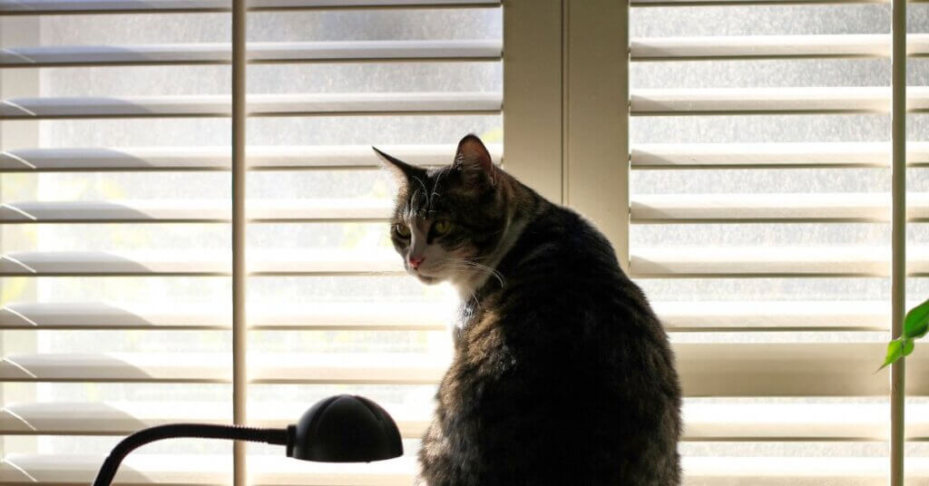 cat-proof window treatments